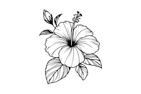 About Hibiscus Flower Outline Vector Review